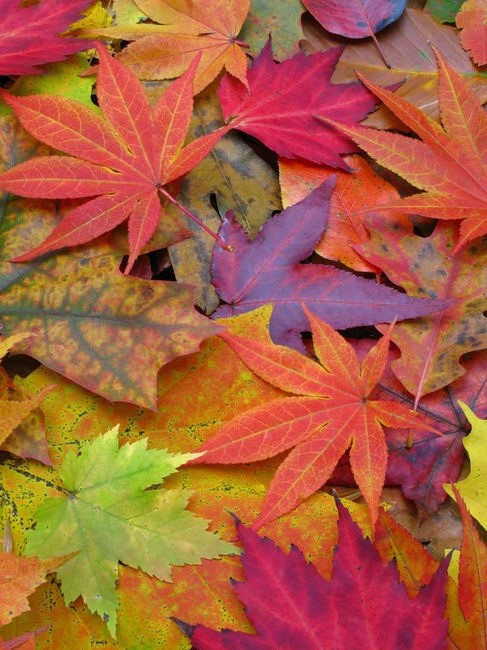 Autumn Leaves